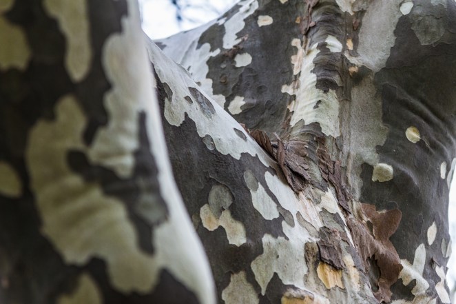 Looks like the desert camo that the military wears these days, doesn't it?