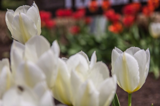 I think this time it's gonna stick (referring to Spring, of course).