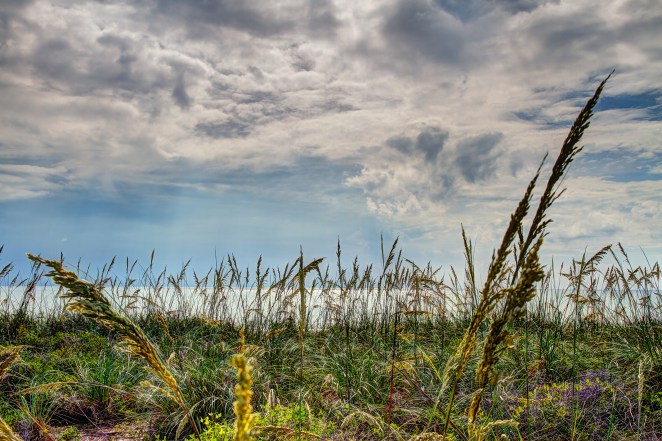 A protected wildlife habitat that we pass every day on our walk.