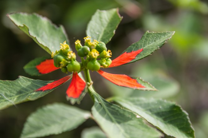 This is the perfect Christmas plant for Florida.