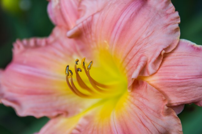 My mother inherited an enormous yard of flowers from my grandmother and is enjoying all the different colors these days.  I seem to remember, when I was much younger, my grandmother cross-pollinating various iris species to get a new one with crazy color schemes.  Am I not remembering that correctly?  Anyway, here's one of the many irises in the yard these days.  More images coming soon here.