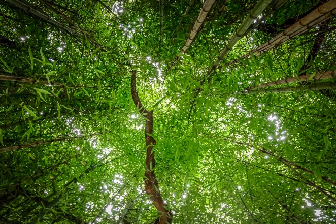 We usually go to Williamsburg in the cold months, but we recently went in the summer so everything was still green.