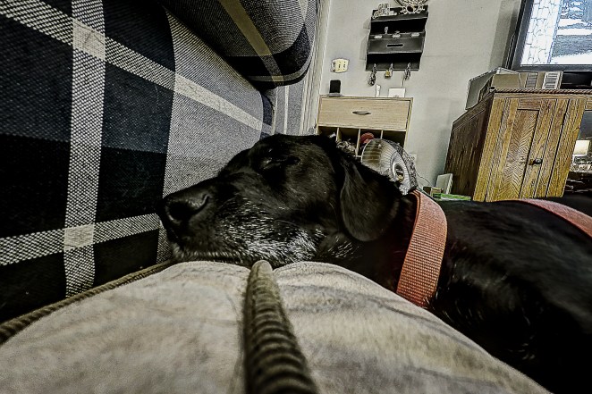 We got Waldo just about three years ago right before Christmas.  He was a guest on the weekly show Talk of the Town with Barry Lee.