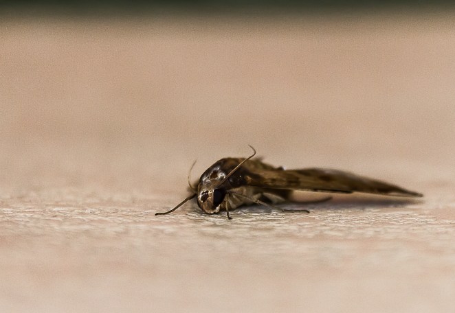 Yep, this is what you get when I accidentally delete my intended one-a-day...